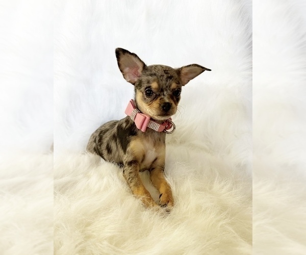 Medium Photo #5 Chihuahua Puppy For Sale in SACRAMENTO, CA, USA