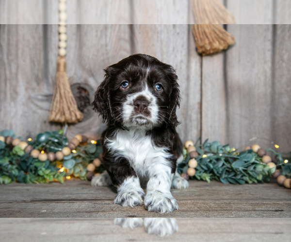 Medium Photo #2 Cocker Spaniel Puppy For Sale in BALTIC, OH, USA