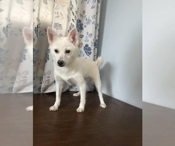 Medium Photo #28 Alaskan Klee Kai Puppy For Sale in DURHAM, CT, USA