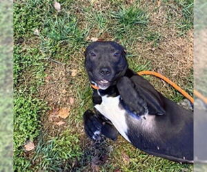 Mutt Dogs for adoption in Louisville, KY, USA