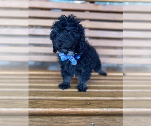 Poodle (Toy) Puppy for sale in BEECH GROVE, IN, USA