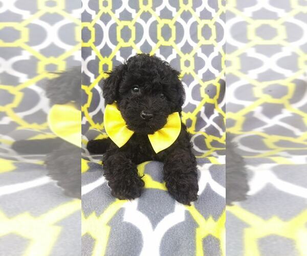 Medium Photo #6 Poodle (Miniature) Puppy For Sale in LANCASTER, PA, USA