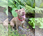 Small American Pit Bull Terrier
