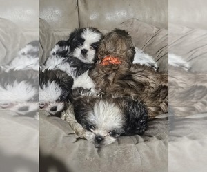 Shih Tzu Puppy for Sale in WOODSFIELD, Ohio USA