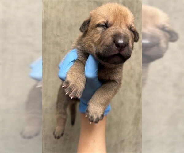 Medium Photo #2 Mutt Puppy For Sale in San Bernardino, CA, USA