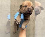 Small #1 Mutt