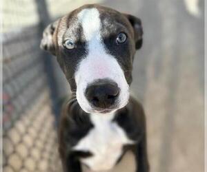 American Pit Bull Terrier-Unknown Mix Dogs for adoption in Tulsa, OK, USA