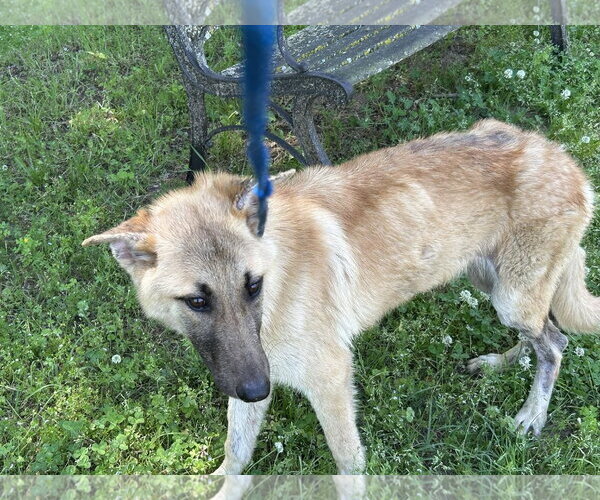 Medium Photo #4 German Shepherd Dog Puppy For Sale in Montgomery, AL, USA