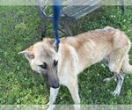 Small #3 German Shepherd Dog