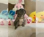 Small Photo #4 French Bulldog Puppy For Sale in CONVERSE, TX, USA