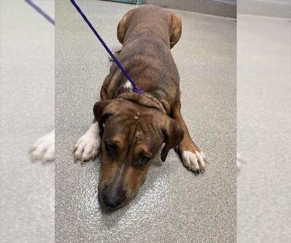 Medium Photo #1 American Pit Bull Terrier-Unknown Mix Puppy For Sale in Las Vegas, NV, USA