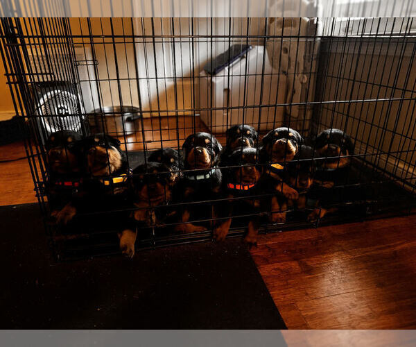 View Ad Rottweiler Litter of Puppies for Sale near Virginia, BON AIR