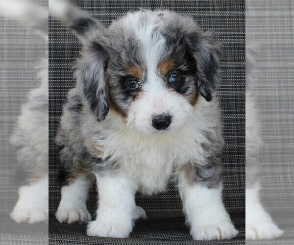 Medium Photo #3 Miniature Bernedoodle Puppy For Sale in FREDERICKSBURG, OH, USA