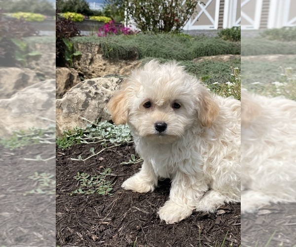 Medium Photo #7 Havanese Puppy For Sale in CANOGA, NY, USA
