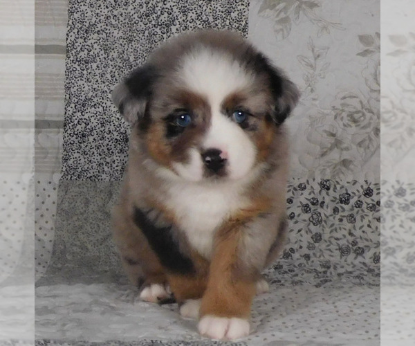Medium Photo #3 Miniature Australian Shepherd Puppy For Sale in HARRISON, OH, USA