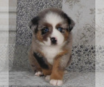 Small #2 Miniature Australian Shepherd