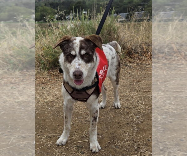 Medium Photo #2 Mutt Puppy For Sale in Menifee, CA, USA