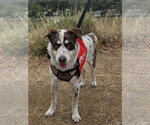 Small #1 Mutt