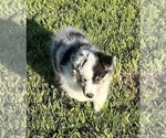 Small #4 Shetland Sheepdog
