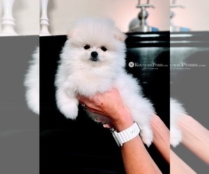 Pomeranian Puppy for sale in CHARLOTTE, NC, USA