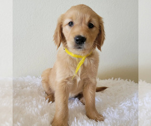 Golden Retriever Puppy for sale in SUN CITY, AZ, USA