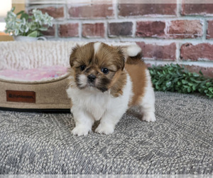 Shih Tzu Puppy for sale in SYRACUSE, IN, USA