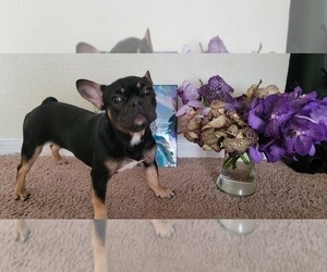 French Bulldog Puppy for sale in MIAMI BEACH, FL, USA