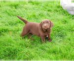 Small #4 Labrador Retriever