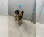 Small German Shepherd Dog Mix