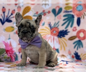 French Bulldog Puppy for sale in LANCASTER, PA, USA