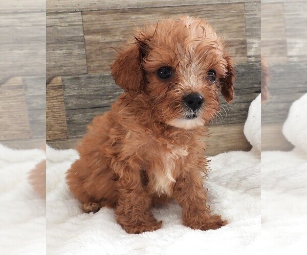 Medium Photo #2 Cavapoo Puppy For Sale in CARLISLE, KY, USA