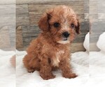 Small Photo #6 Cavapoo Puppy For Sale in CARLISLE, KY, USA
