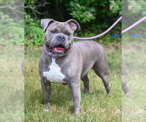 Medium American Pit Bull Terrier