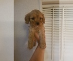 Small Photo #3 Cavapoo Puppy For Sale in MCMINNVILLE, TN, USA