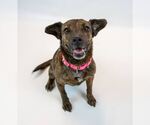 Small #2 Beagle Mix