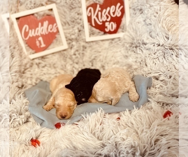 Medium Photo #2 Labradoodle Puppy For Sale in VICTORIA, TX, USA