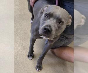 Mutt Dogs for adoption in Decatur, IL, USA