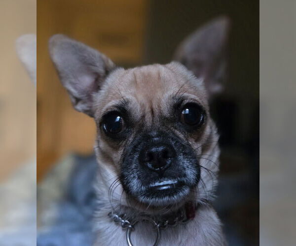 Medium Photo #10 Chug Puppy For Sale in Lake Forest, CA, USA