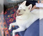 Small #3 Siberian Husky