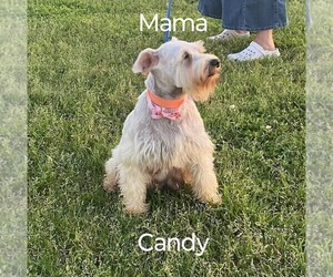 Mother of the Schnauzer (Miniature) puppies born on 02/02/2025