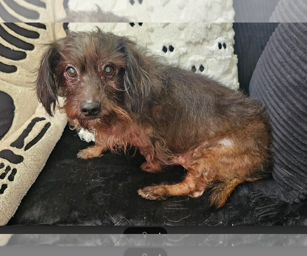 Medium Photo #4 Dachshund-Unknown Mix Puppy For Sale in Cranston, RI, USA