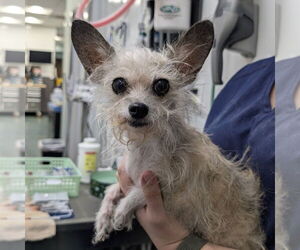 Mutt Dogs for adoption in Chico, CA, USA