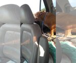 Small Photo #9 Bulldog Puppy For Sale in Orange Grove, TX, USA