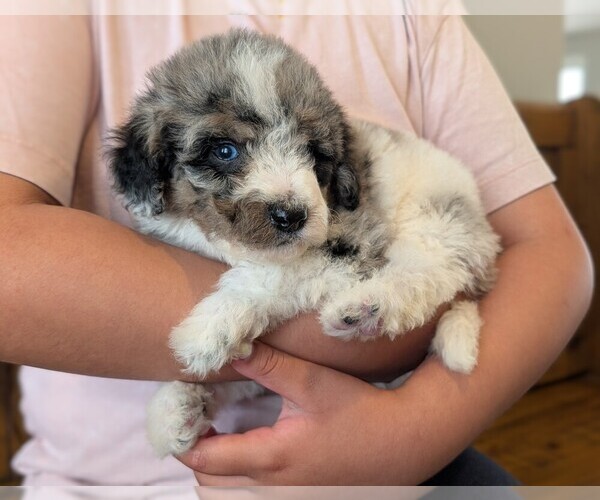 Medium Photo #3 Bernedoodle-Golden Mountain Dog Mix Puppy For Sale in DAVIS, CA, USA