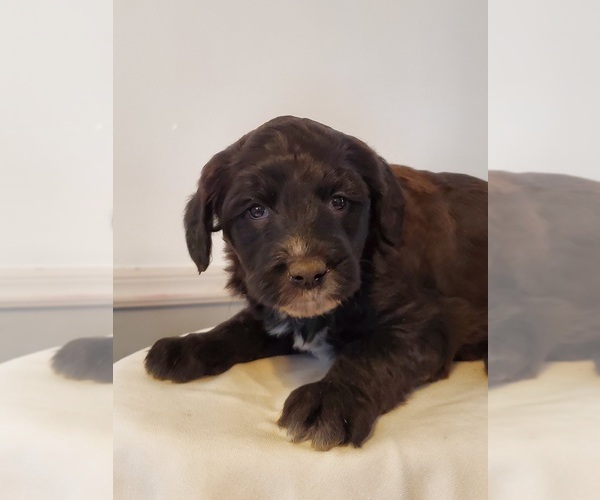 Medium Photo #2 Cattle Doodle Puppy For Sale in ATHENS TOWNSHIP, PA, USA