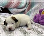 Small Photo #2 Parson Russell Terrier Puppy For Sale in TEMECULA, CA, USA