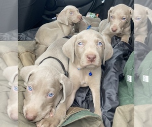 Weimaraner Puppy for sale in HOLLY HILL, SC, USA