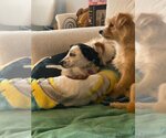 Small #3 Beagle-Chihuahua Mix