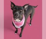 Small Labrador Retriever Mix