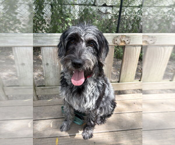 Medium Photo #2 Poodle (Standard)-Unknown Mix Puppy For Sale in Elmsford, NY, USA